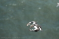 farne islands. bempton cliffs-22